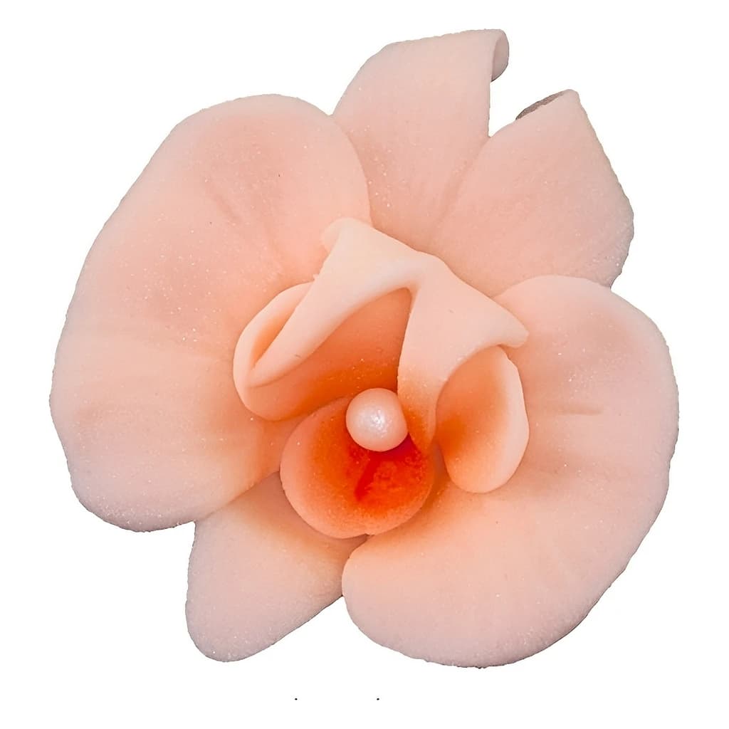 Cymbidium 055 Salmon 6 cm (10 pc)