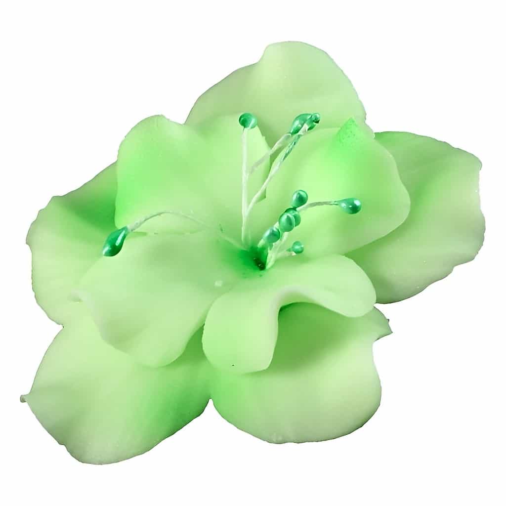 Magnolia 5.5 cm