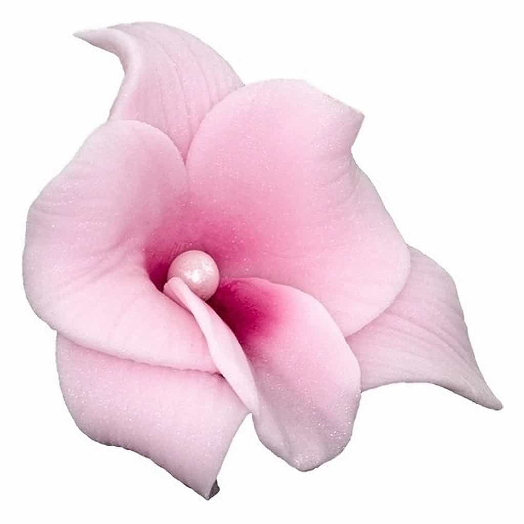 Orchid 6 cm